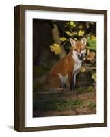 Red Fox (Vulpes Vulpes) Sitting in Deciduous Woodland, Lancashire, England, UK, November-Richard Steel-Framed Photographic Print