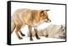 Red Fox, Vulpes Vulpes, Standing and Arctic Fox, Vulpes Lagopus, Lying, Isolated on White-Life on White-Framed Stretched Canvas