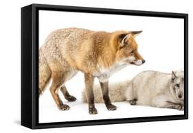 Red Fox, Vulpes Vulpes, Standing and Arctic Fox, Vulpes Lagopus, Lying, Isolated on White-Life on White-Framed Stretched Canvas