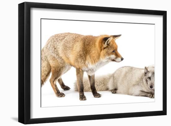 Red Fox, Vulpes Vulpes, Standing and Arctic Fox, Vulpes Lagopus, Lying, Isolated on White-Life on White-Framed Premium Photographic Print