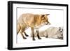 Red Fox, Vulpes Vulpes, Standing and Arctic Fox, Vulpes Lagopus, Lying, Isolated on White-Life on White-Framed Premium Photographic Print