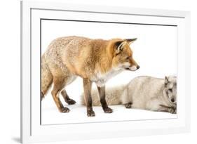 Red Fox, Vulpes Vulpes, Standing and Arctic Fox, Vulpes Lagopus, Lying, Isolated on White-Life on White-Framed Photographic Print