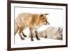 Red Fox, Vulpes Vulpes, Standing and Arctic Fox, Vulpes Lagopus, Lying, Isolated on White-Life on White-Framed Photographic Print