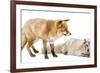 Red Fox, Vulpes Vulpes, Standing and Arctic Fox, Vulpes Lagopus, Lying, Isolated on White-Life on White-Framed Photographic Print