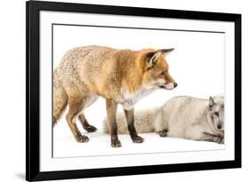 Red Fox, Vulpes Vulpes, Standing and Arctic Fox, Vulpes Lagopus, Lying, Isolated on White-Life on White-Framed Photographic Print