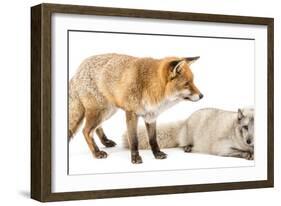 Red Fox, Vulpes Vulpes, Standing and Arctic Fox, Vulpes Lagopus, Lying, Isolated on White-Life on White-Framed Photographic Print