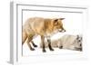 Red Fox, Vulpes Vulpes, Standing and Arctic Fox, Vulpes Lagopus, Lying, Isolated on White-Life on White-Framed Photographic Print