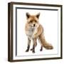 Red Fox, Vulpes Vulpes, Standing, Isolated on White-Life on White-Framed Premium Photographic Print