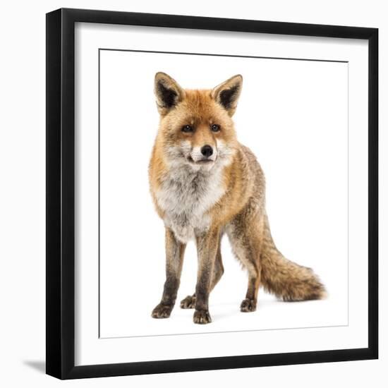 Red Fox, Vulpes Vulpes, Standing, Isolated on White-Life on White-Framed Premium Photographic Print