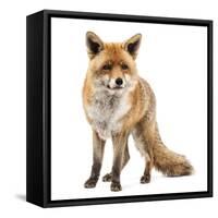 Red Fox, Vulpes Vulpes, Standing, Isolated on White-Life on White-Framed Stretched Canvas