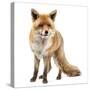 Red Fox, Vulpes Vulpes, Standing, Isolated on White-Life on White-Stretched Canvas