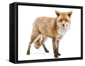 Red Fox, Vulpes Vulpes, Standing, Isolated on White-Life on White-Framed Stretched Canvas