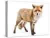 Red Fox, Vulpes Vulpes, Standing, Isolated on White-Life on White-Stretched Canvas