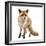 Red Fox, Vulpes Vulpes, Standing, Isolated on White-Life on White-Framed Photographic Print