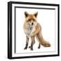 Red Fox, Vulpes Vulpes, Standing, Isolated on White-Life on White-Framed Photographic Print