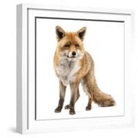 Red Fox, Vulpes Vulpes, Standing, Isolated on White-Life on White-Framed Photographic Print