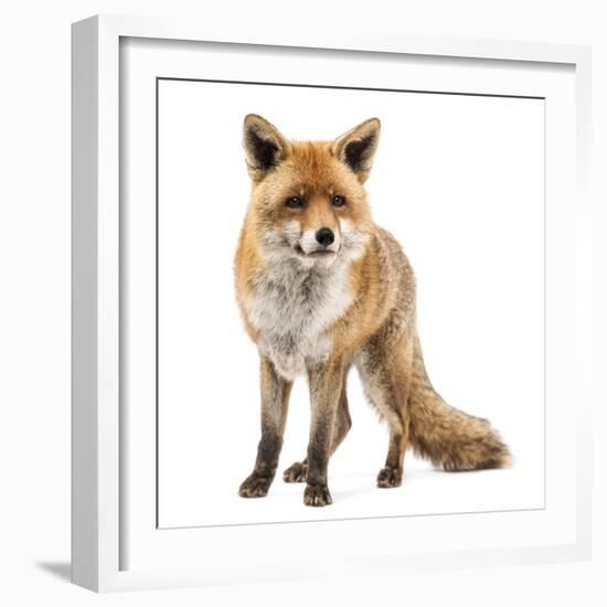 Red Fox, Vulpes Vulpes, Standing, Isolated on White-Life on White-Framed Photographic Print