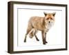 Red Fox, Vulpes Vulpes, Standing, Isolated on White-Life on White-Framed Photographic Print