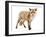 Red Fox, Vulpes Vulpes, Standing, Isolated on White-Life on White-Framed Photographic Print