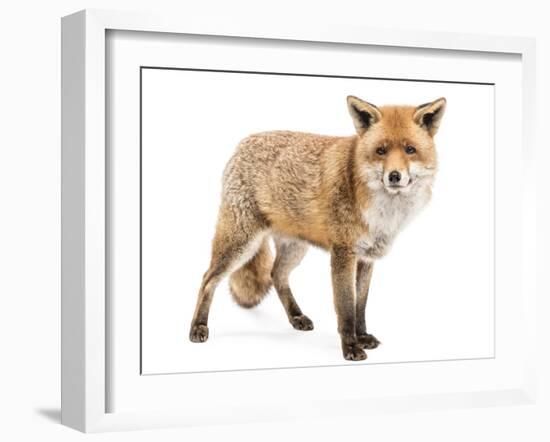 Red Fox, Vulpes Vulpes, Standing, Isolated on White-Life on White-Framed Photographic Print