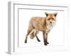 Red Fox, Vulpes Vulpes, Standing, Isolated on White-Life on White-Framed Photographic Print