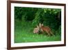 Red Fox (Vulpes Vulpes) Two Cubs Playfighting On The Fringes Of A Field, Derbyshire, UK-Andrew Parkinson-Framed Photographic Print