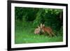 Red Fox (Vulpes Vulpes) Two Cubs Playfighting On The Fringes Of A Field, Derbyshire, UK-Andrew Parkinson-Framed Photographic Print