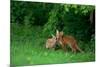 Red Fox (Vulpes Vulpes) Two Cubs Playfighting On The Fringes Of A Field, Derbyshire, UK-Andrew Parkinson-Mounted Photographic Print