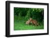 Red Fox (Vulpes Vulpes) Two Cubs Playfighting On The Fringes Of A Field, Derbyshire, UK-Andrew Parkinson-Framed Photographic Print