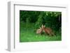 Red Fox (Vulpes Vulpes) Two Cubs Playfighting On The Fringes Of A Field, Derbyshire, UK-Andrew Parkinson-Framed Photographic Print