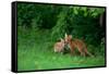 Red Fox (Vulpes Vulpes) Two Cubs Playfighting On The Fringes Of A Field, Derbyshire, UK-Andrew Parkinson-Framed Stretched Canvas