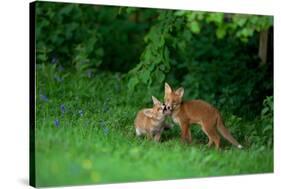 Red Fox (Vulpes Vulpes) Two Cubs Playfighting On The Fringes Of A Field, Derbyshire, UK-Andrew Parkinson-Stretched Canvas