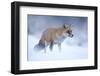 Red Fox (Vulpes Vulpes) Vixen in Snow, Cannock Chase, Staffordshire, England, UK, December-Danny Green-Framed Photographic Print