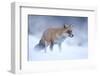 Red Fox (Vulpes Vulpes) Vixen in Snow, Cannock Chase, Staffordshire, England, UK, December-Danny Green-Framed Photographic Print