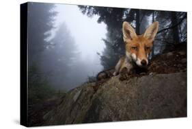 Red Fox (Vulpes Vulpes) Vixen on a Misty Day in Woodland, Black Forest, Germany-Klaus Echle-Stretched Canvas