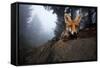 Red Fox (Vulpes Vulpes) Vixen on a Misty Day in Woodland, Black Forest, Germany-Klaus Echle-Framed Stretched Canvas