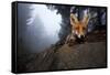 Red Fox (Vulpes Vulpes) Vixen on a Misty Day in Woodland, Black Forest, Germany-Klaus Echle-Framed Stretched Canvas