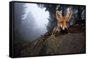 Red Fox (Vulpes Vulpes) Vixen on a Misty Day in Woodland, Black Forest, Germany-Klaus Echle-Framed Stretched Canvas