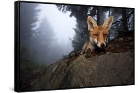 Red Fox (Vulpes Vulpes) Vixen on a Misty Day in Woodland, Black Forest, Germany-Klaus Echle-Framed Stretched Canvas