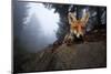 Red Fox (Vulpes Vulpes) Vixen on a Misty Day in Woodland, Black Forest, Germany-Klaus Echle-Mounted Premium Photographic Print