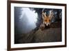 Red Fox (Vulpes Vulpes) Vixen on a Misty Day in Woodland, Black Forest, Germany-Klaus Echle-Framed Photographic Print