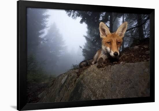 Red Fox (Vulpes Vulpes) Vixen on a Misty Day in Woodland, Black Forest, Germany-Klaus Echle-Framed Photographic Print