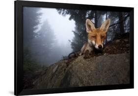 Red Fox (Vulpes Vulpes) Vixen on a Misty Day in Woodland, Black Forest, Germany-Klaus Echle-Framed Photographic Print