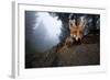 Red Fox (Vulpes Vulpes) Vixen on a Misty Day in Woodland, Black Forest, Germany-Klaus Echle-Framed Photographic Print