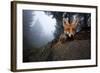 Red Fox (Vulpes Vulpes) Vixen on a Misty Day in Woodland, Black Forest, Germany-Klaus Echle-Framed Photographic Print