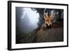 Red Fox (Vulpes Vulpes) Vixen on a Misty Day in Woodland, Black Forest, Germany-Klaus Echle-Framed Photographic Print