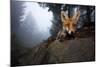 Red Fox (Vulpes Vulpes) Vixen on a Misty Day in Woodland, Black Forest, Germany-Klaus Echle-Mounted Photographic Print