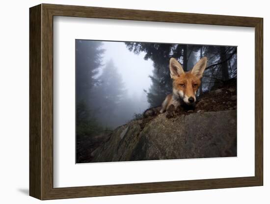 Red Fox (Vulpes Vulpes) Vixen on a Misty Day in Woodland, Black Forest, Germany-Klaus Echle-Framed Photographic Print