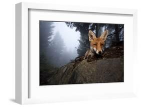 Red Fox (Vulpes Vulpes) Vixen on a Misty Day in Woodland, Black Forest, Germany-Klaus Echle-Framed Photographic Print