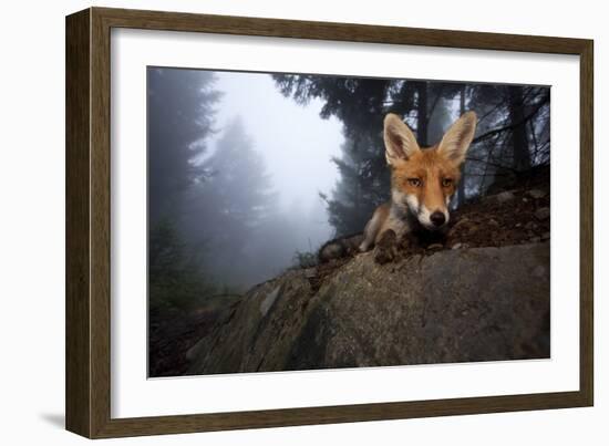 Red Fox (Vulpes Vulpes) Vixen on a Misty Day in Woodland, Black Forest, Germany-Klaus Echle-Framed Photographic Print